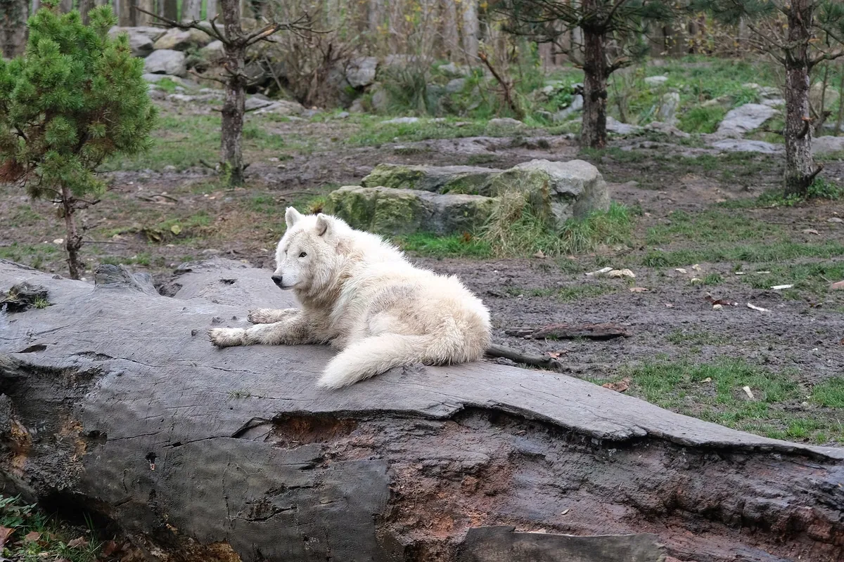 ZooParc de Beauval