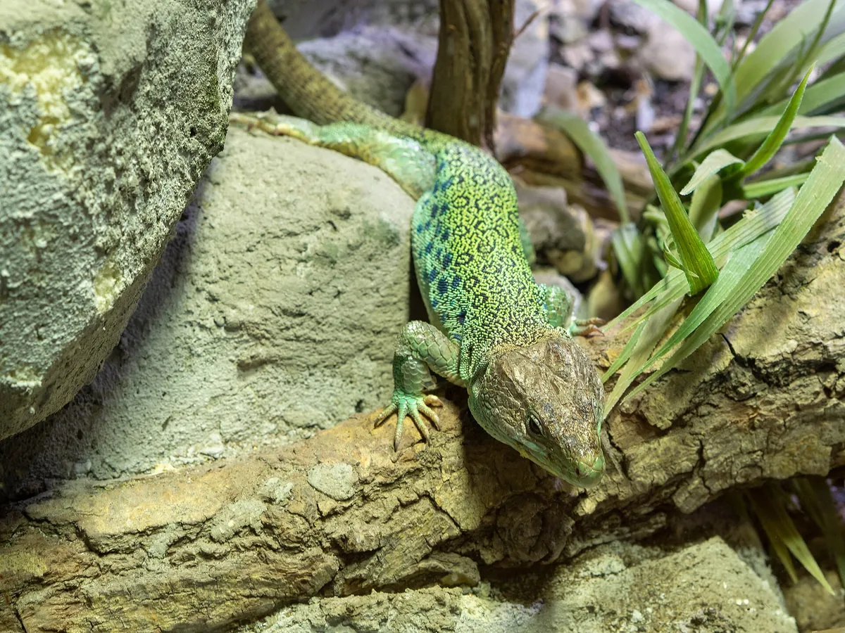 Parco Zoo Punta Verde