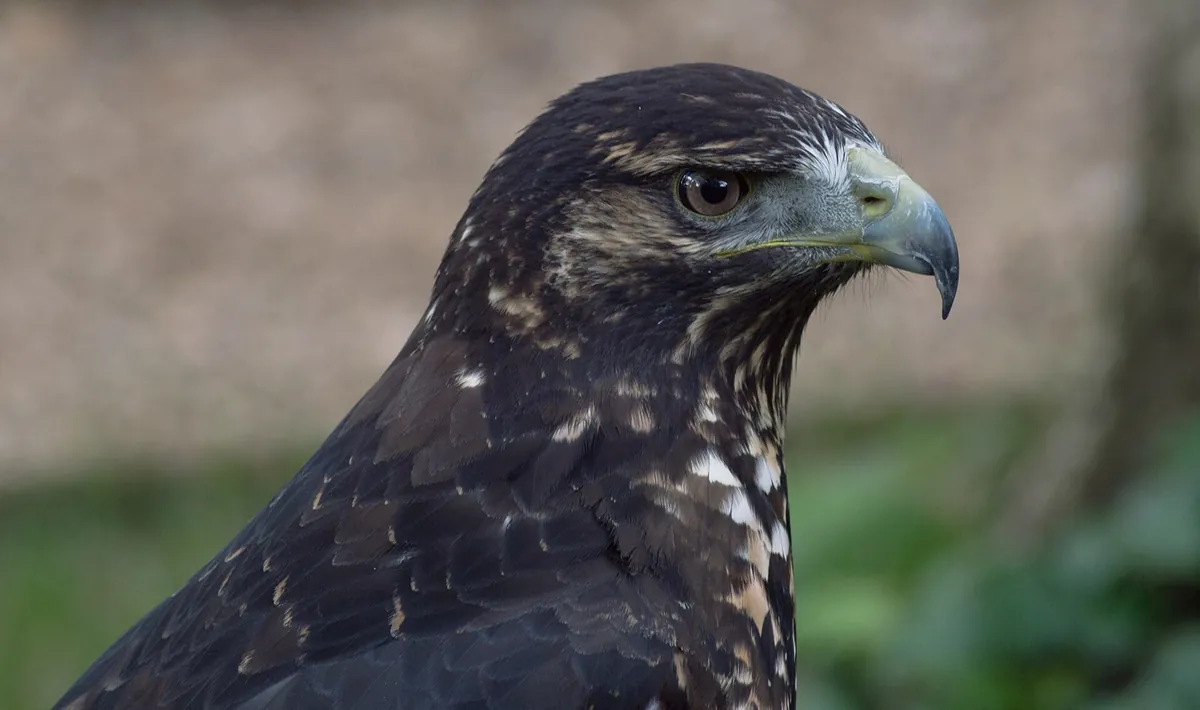Hawk Conservancy Trust