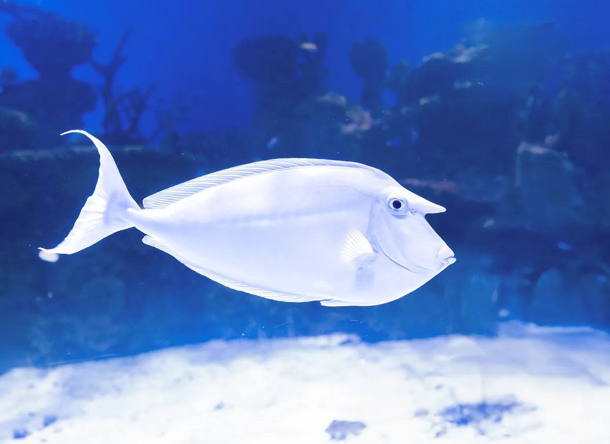 AquaRio