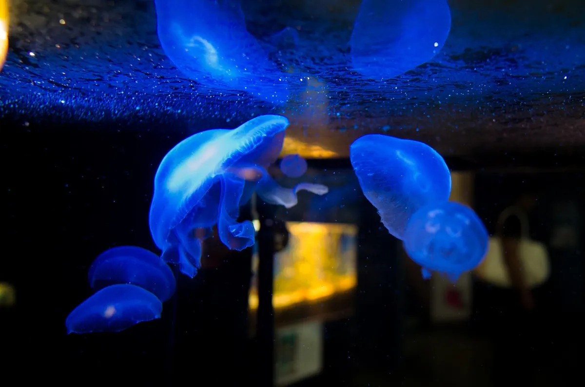 Teradomari Aquarium