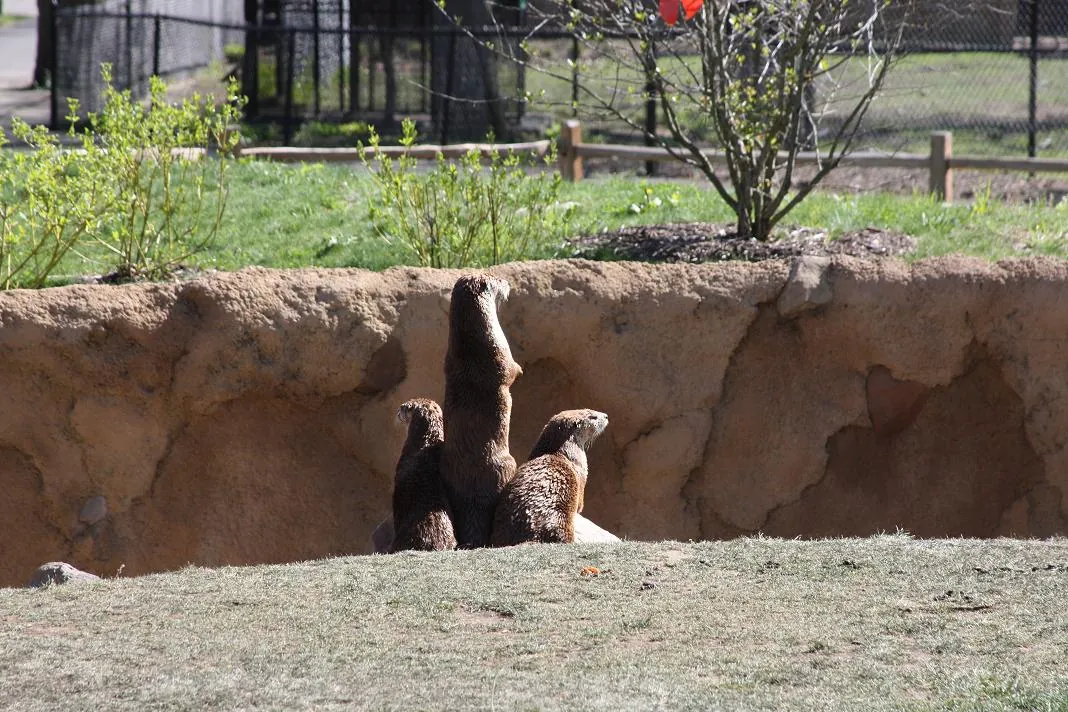 Potawatomi Zoo