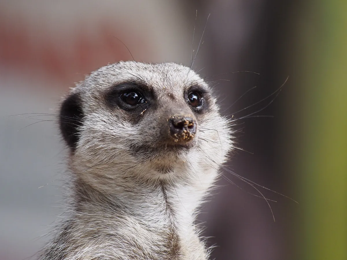 Newquay Zoo