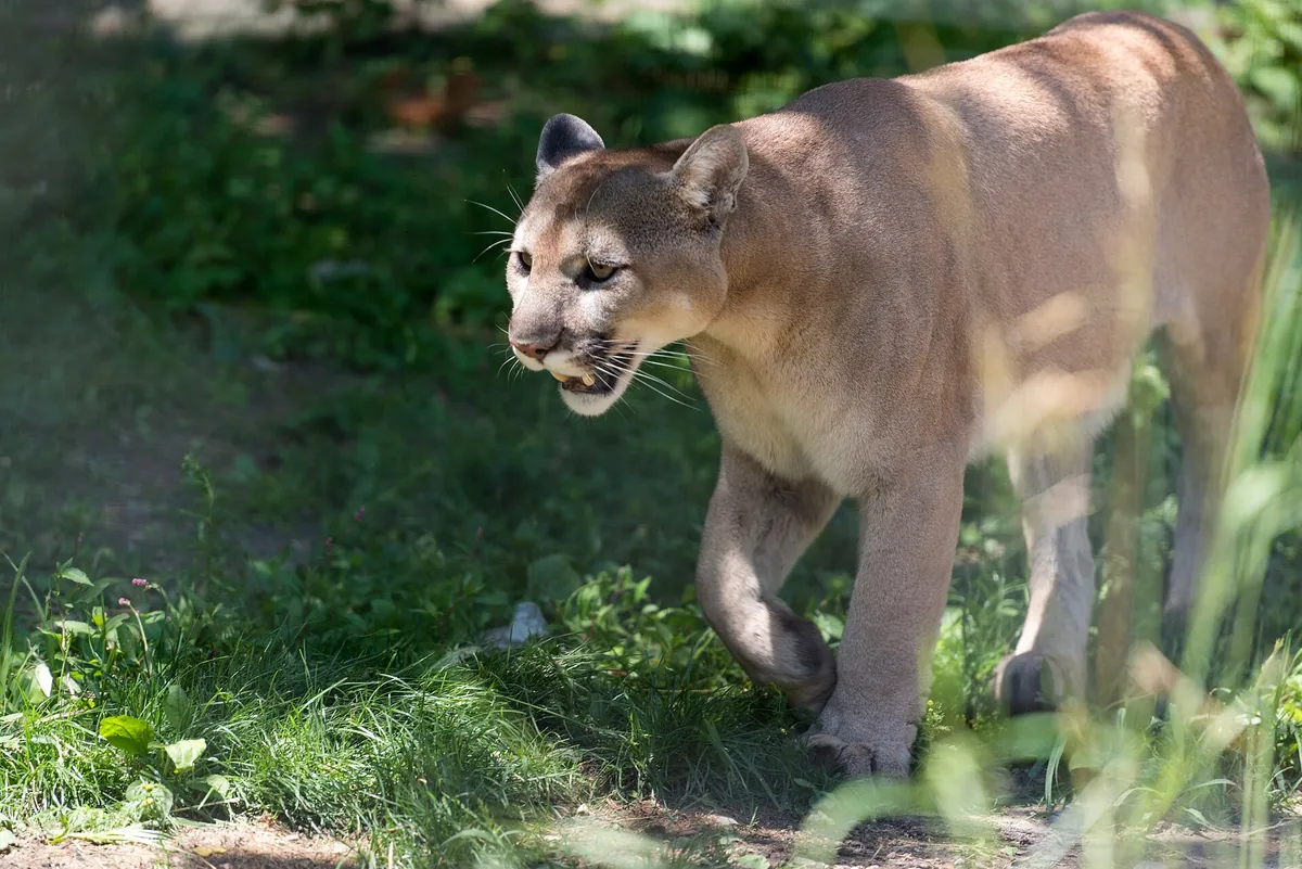 Buttonwood Park Zoo