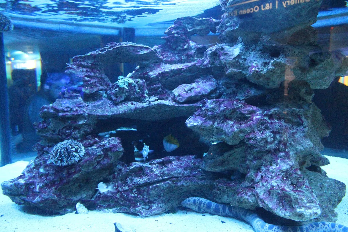Two Oceans Aquarium