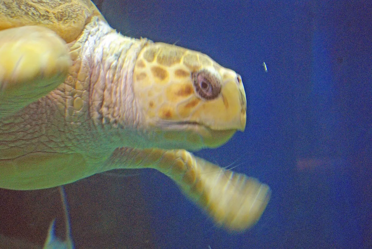 Virginia Aquarium and Marine Science Center