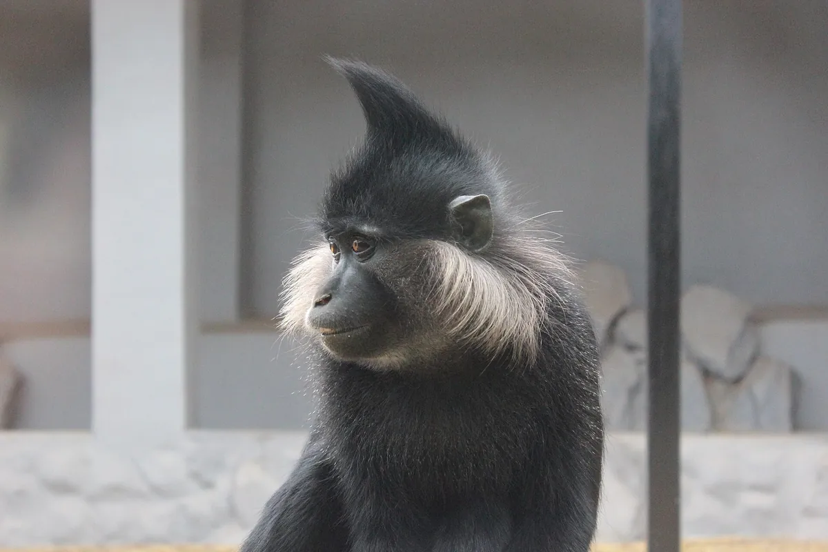 Monkey Park