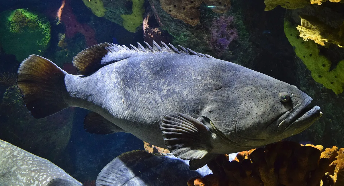 Ripley's Aquarium of Canada