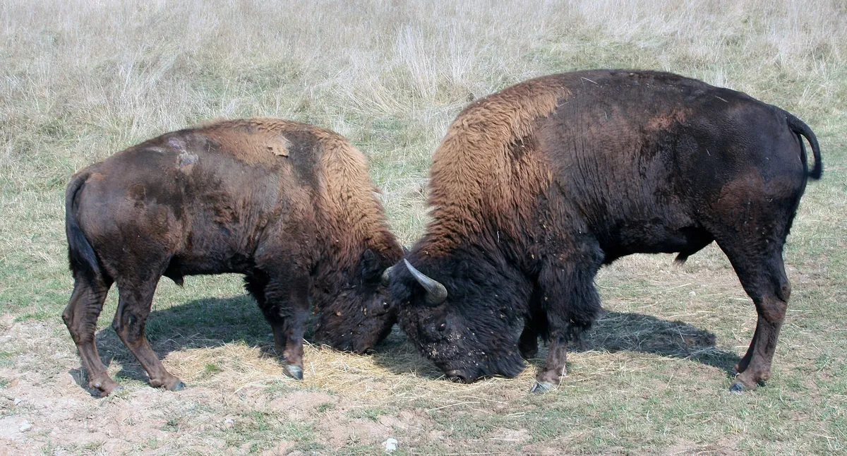 The Wilds