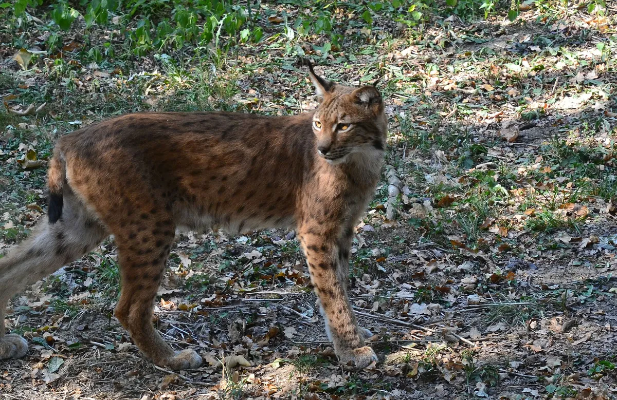 Safari de Peaugres