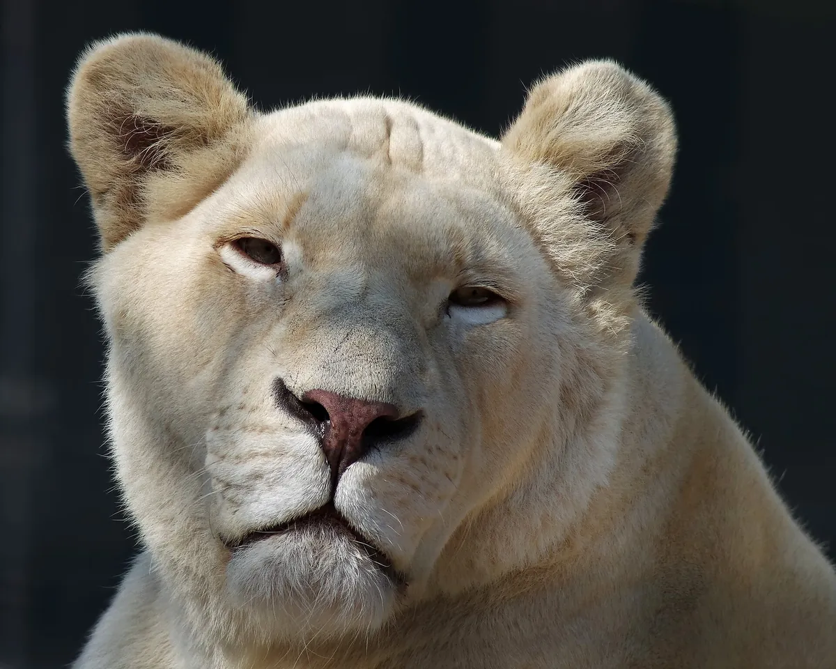 ZOO Dvorec