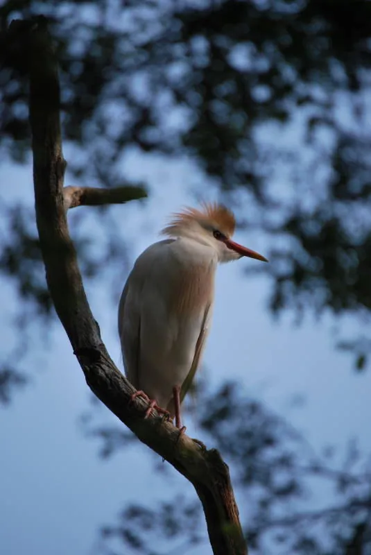 Zoológico El Pantanal