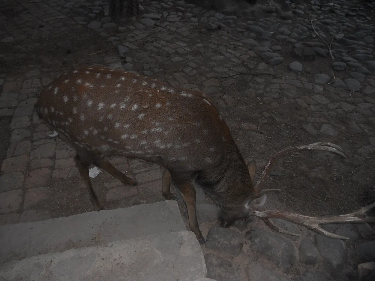 Tbilisi Zoo