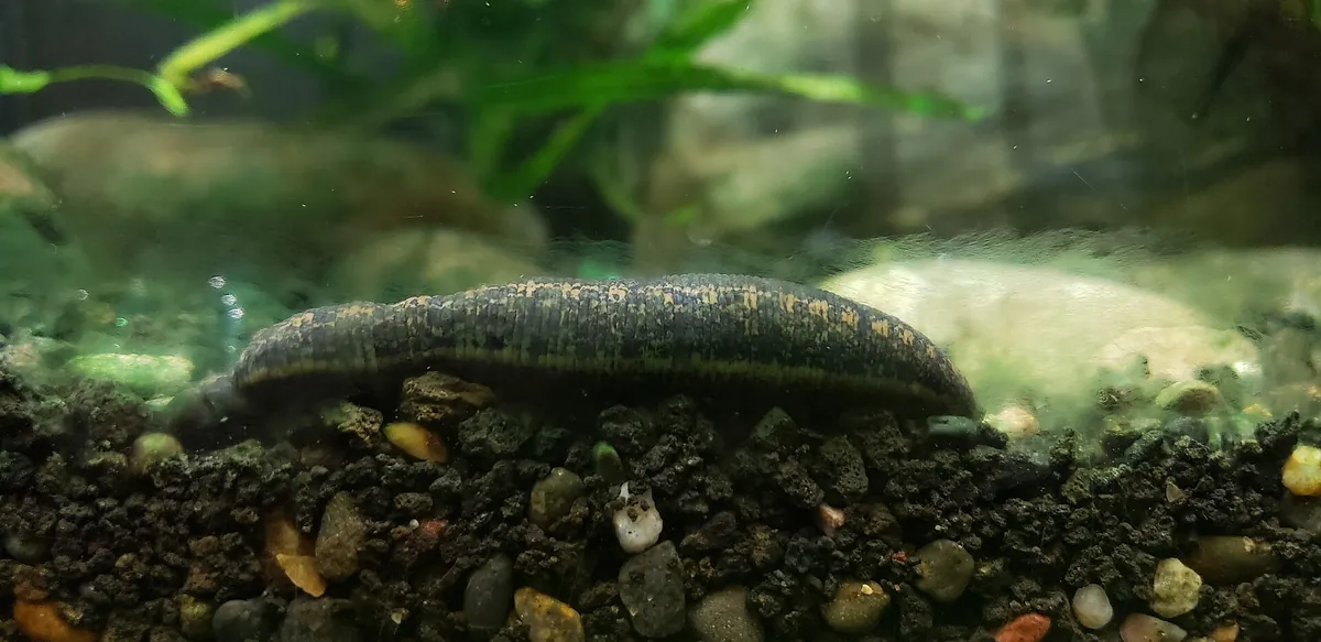 California Academy of Sciences