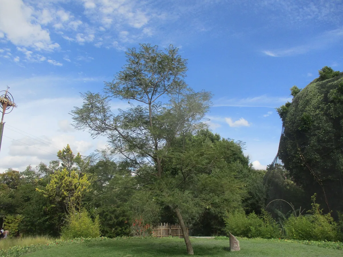 Africam Safari
