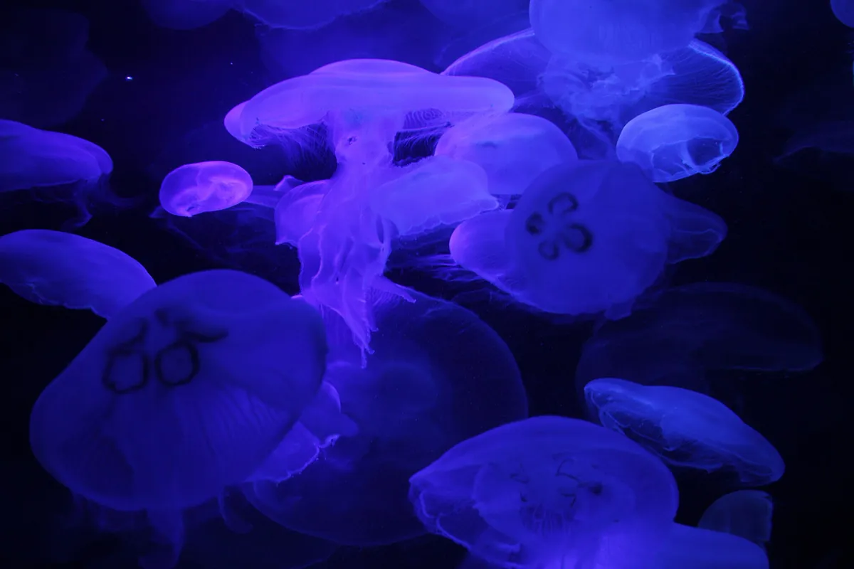 Aquarium of Western Australia