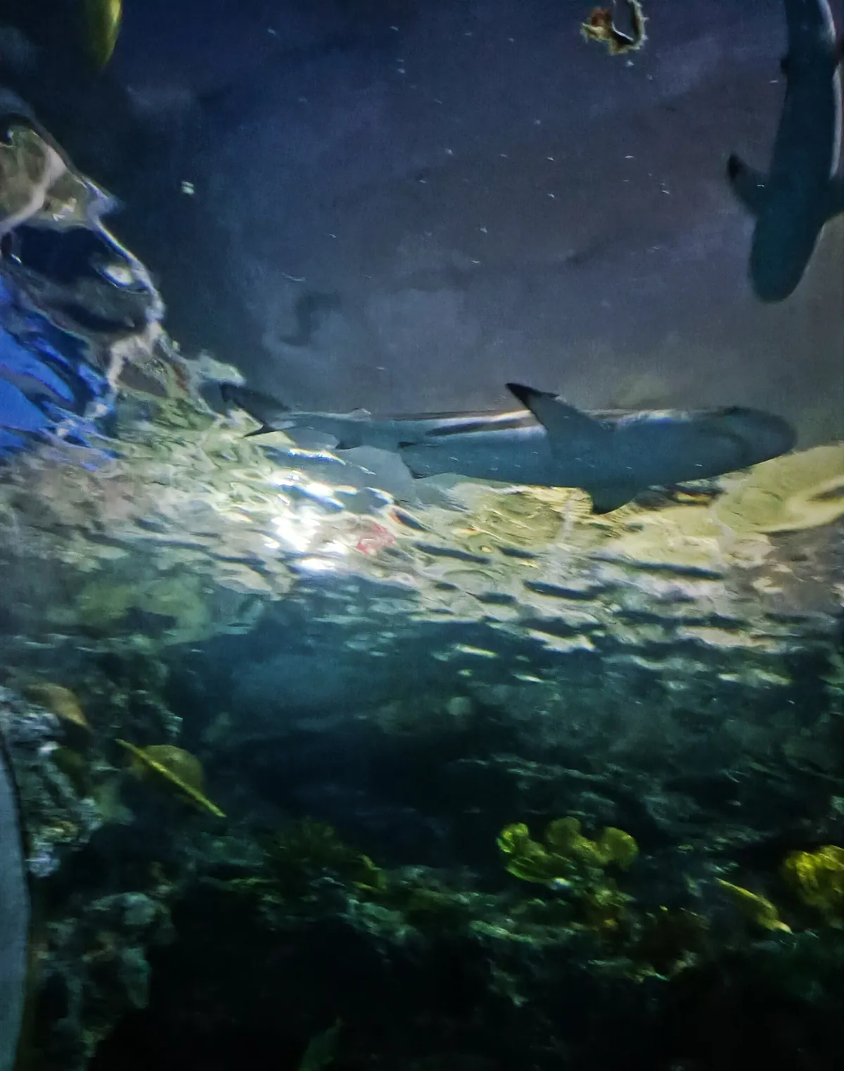 National Museum of Marine Biology and Aquarium