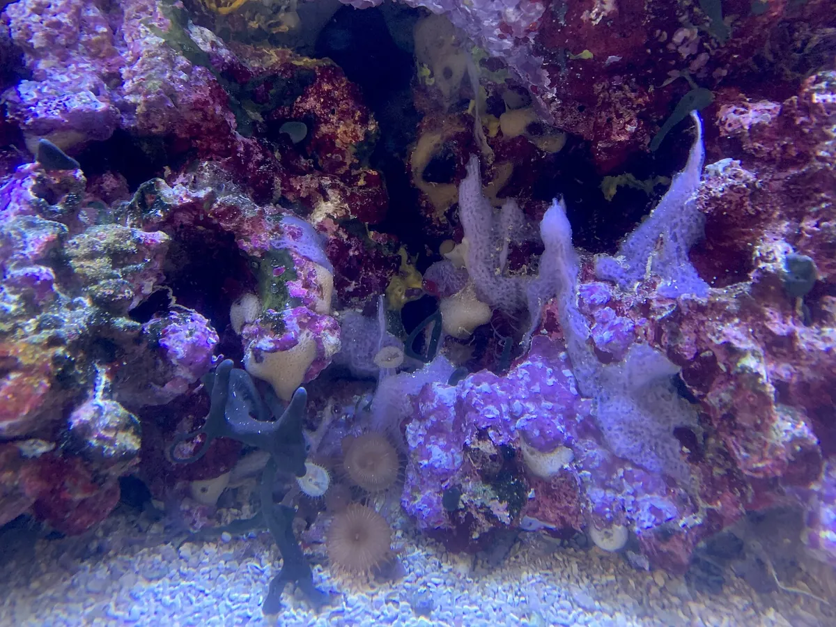 Aquarium of the Bay