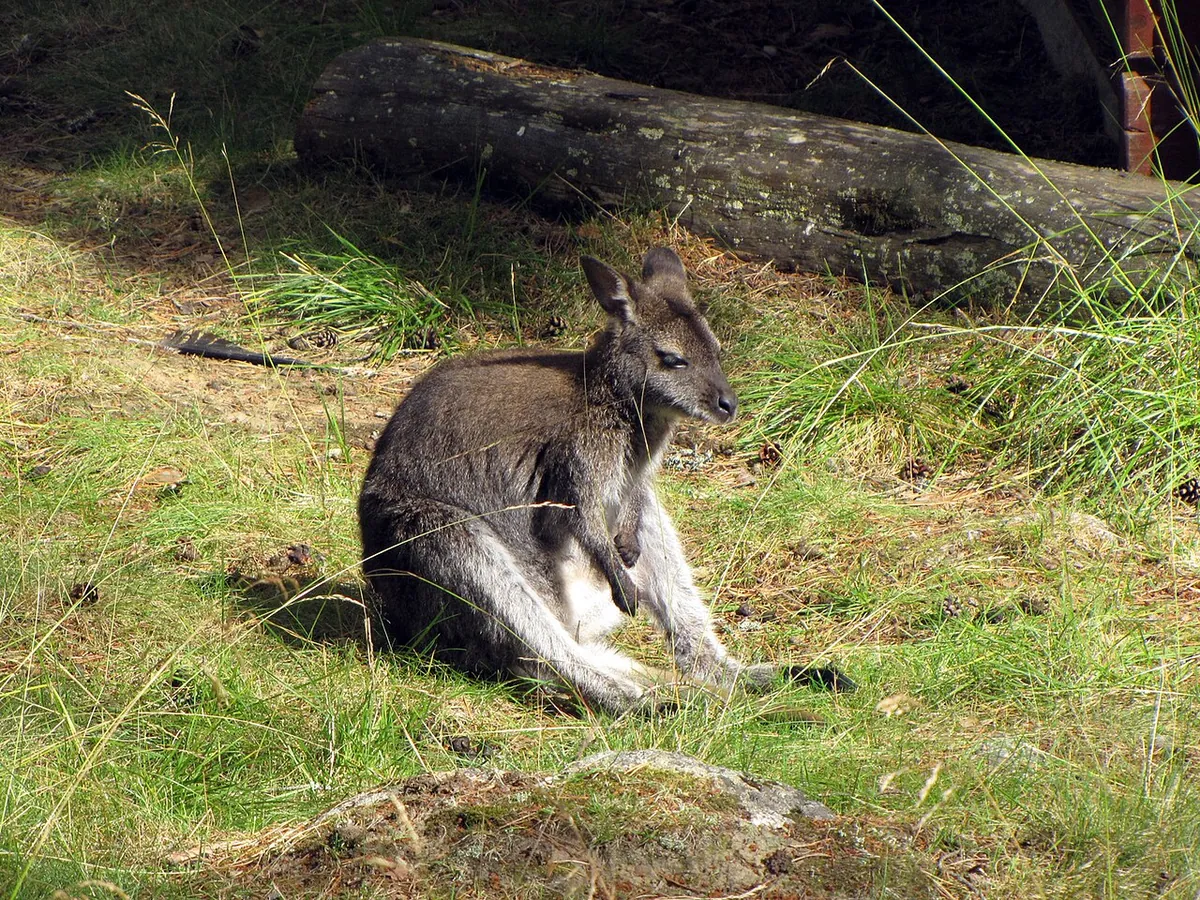 Junsele Zoo