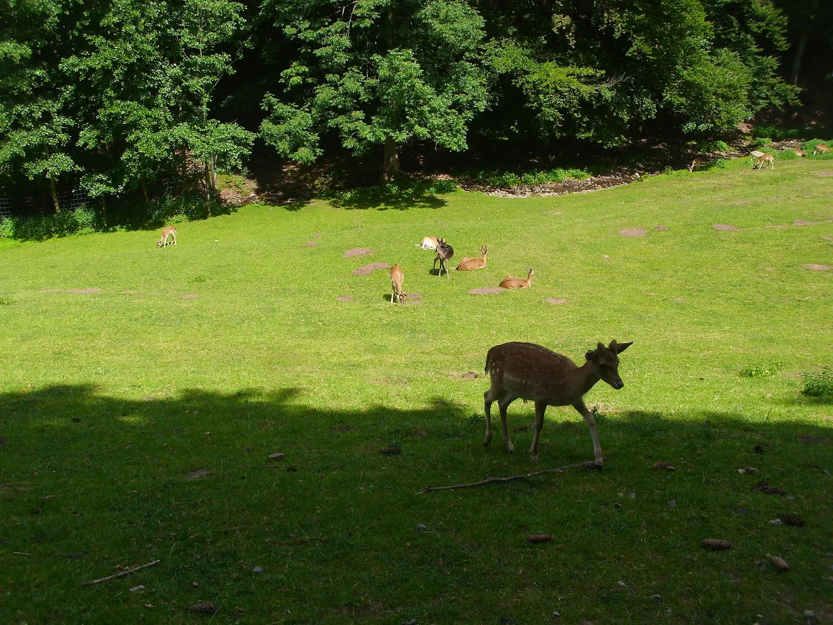Wildpark Gersfeld
