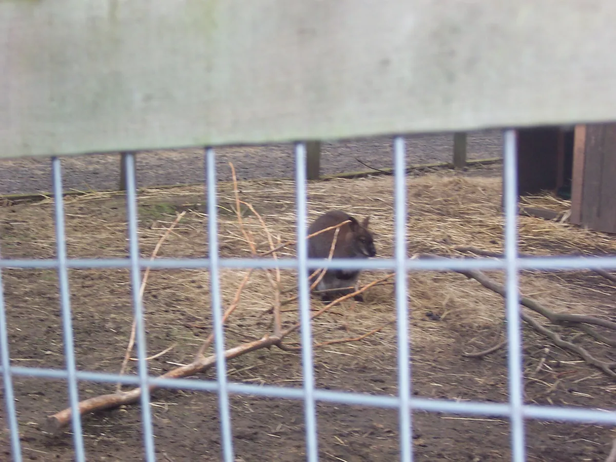 Five Sisters Zoo