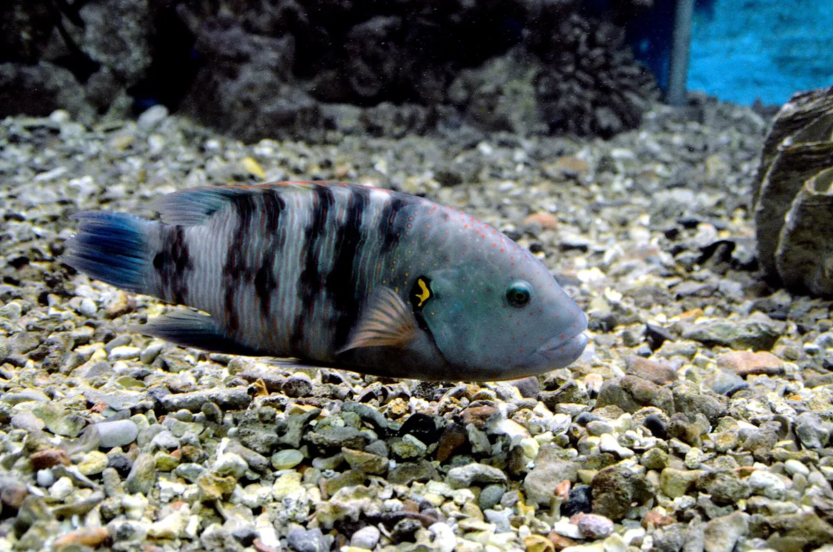 Red Sea Aquarium