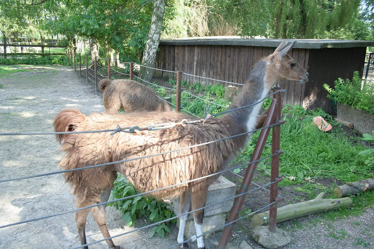 Tierpark Bad Pyrmont