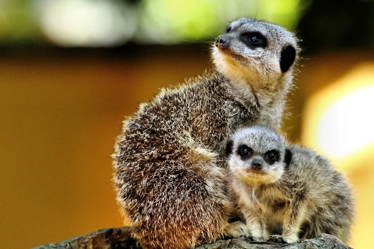 Banham Zoological Gardens