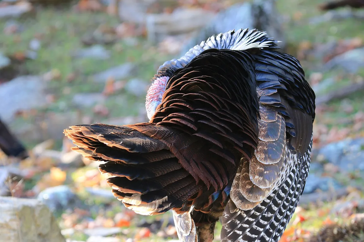 Parc Omega