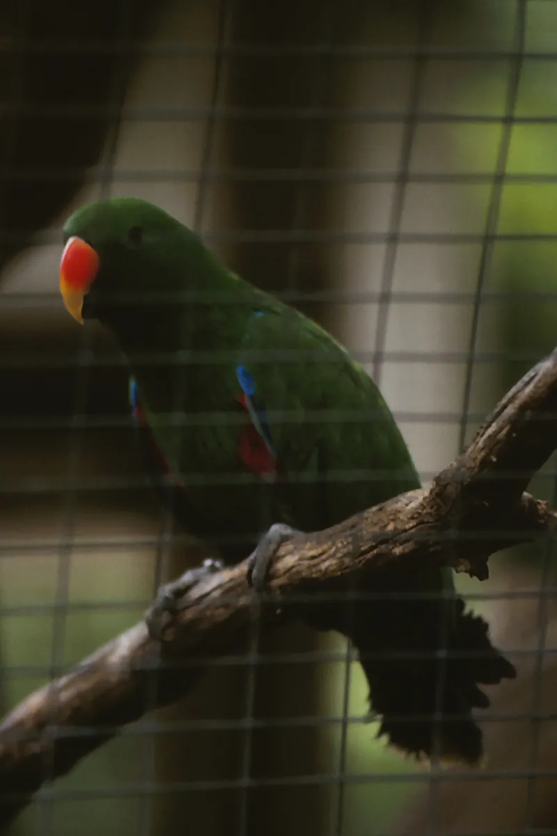 Dickerson Park Zoo