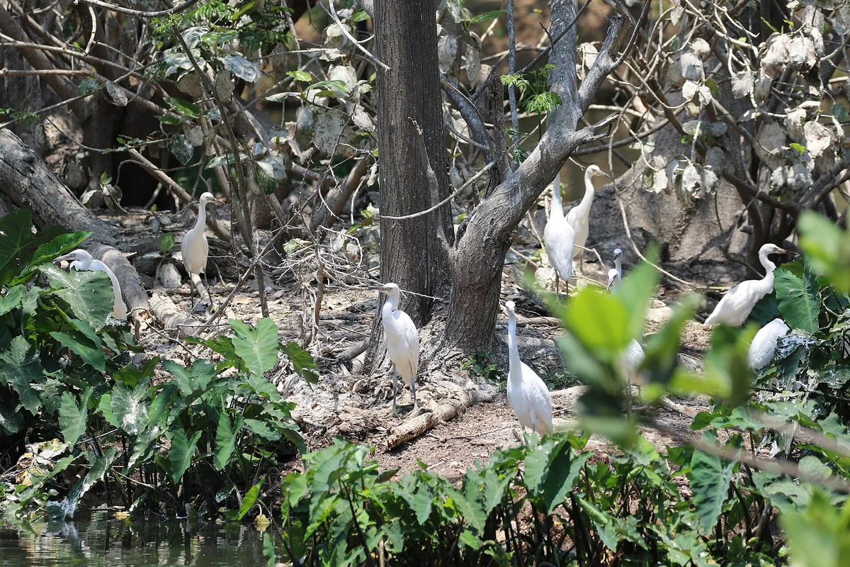 Botanical and Zoological Garden of Tsimbazaza