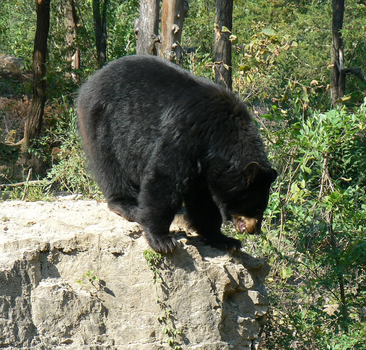 Lee G. Simmons Wildlife Safari Park
