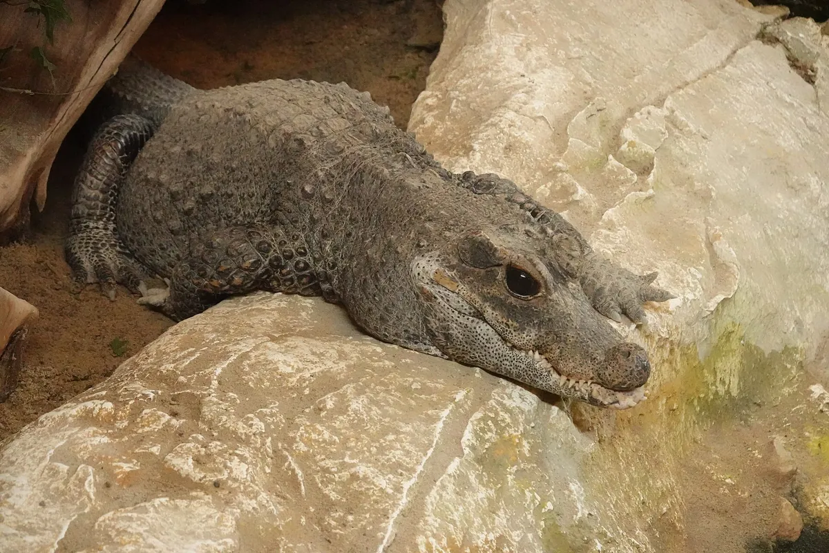 Happ's Reptilienzoo