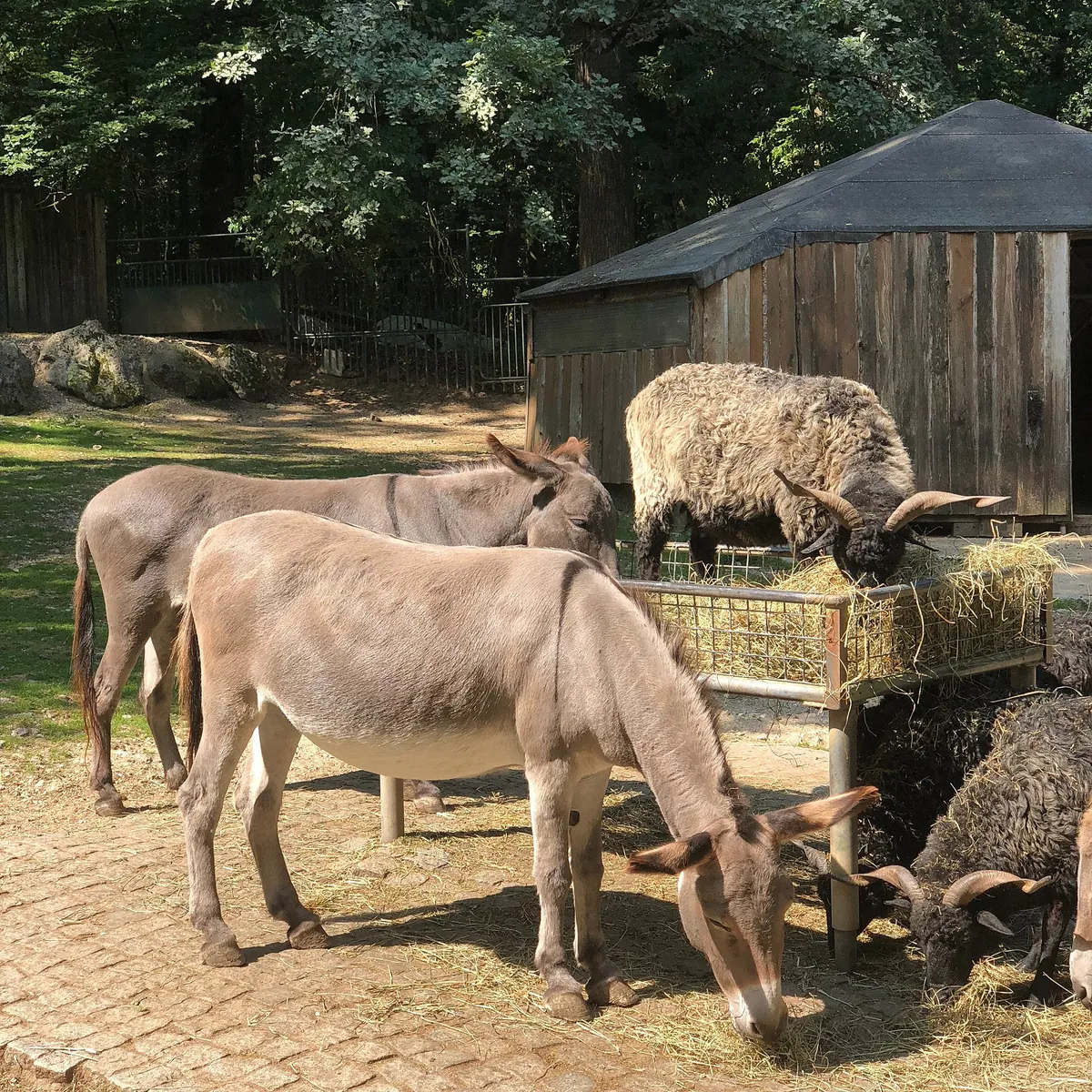 Tiergarten Straubing