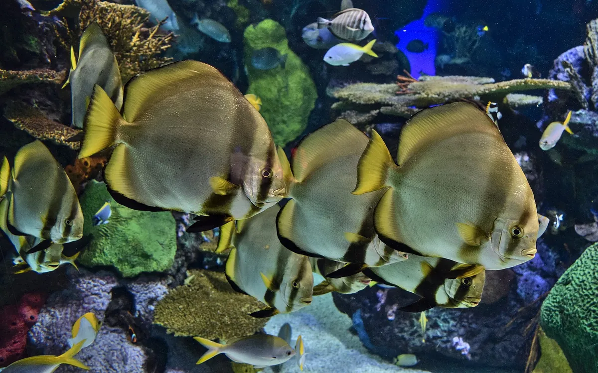 Ripley's Aquarium of Canada