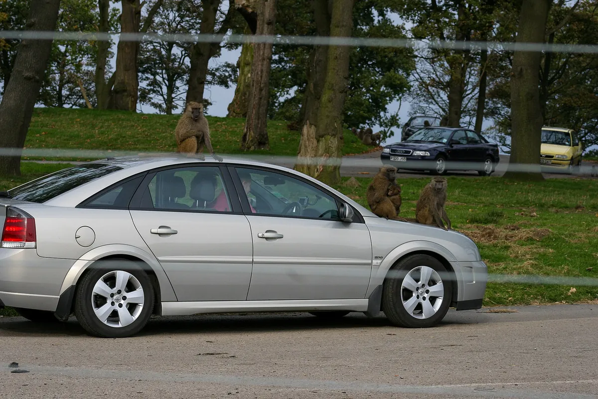 Knowsley Safari