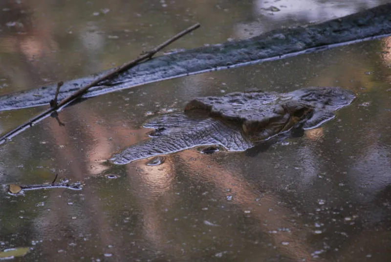 Zoológico El Pantanal