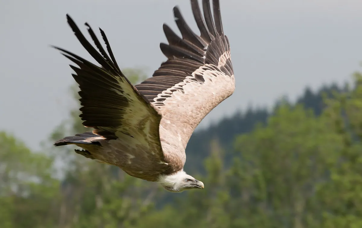 Adler- und Wolfspark Kasselburg