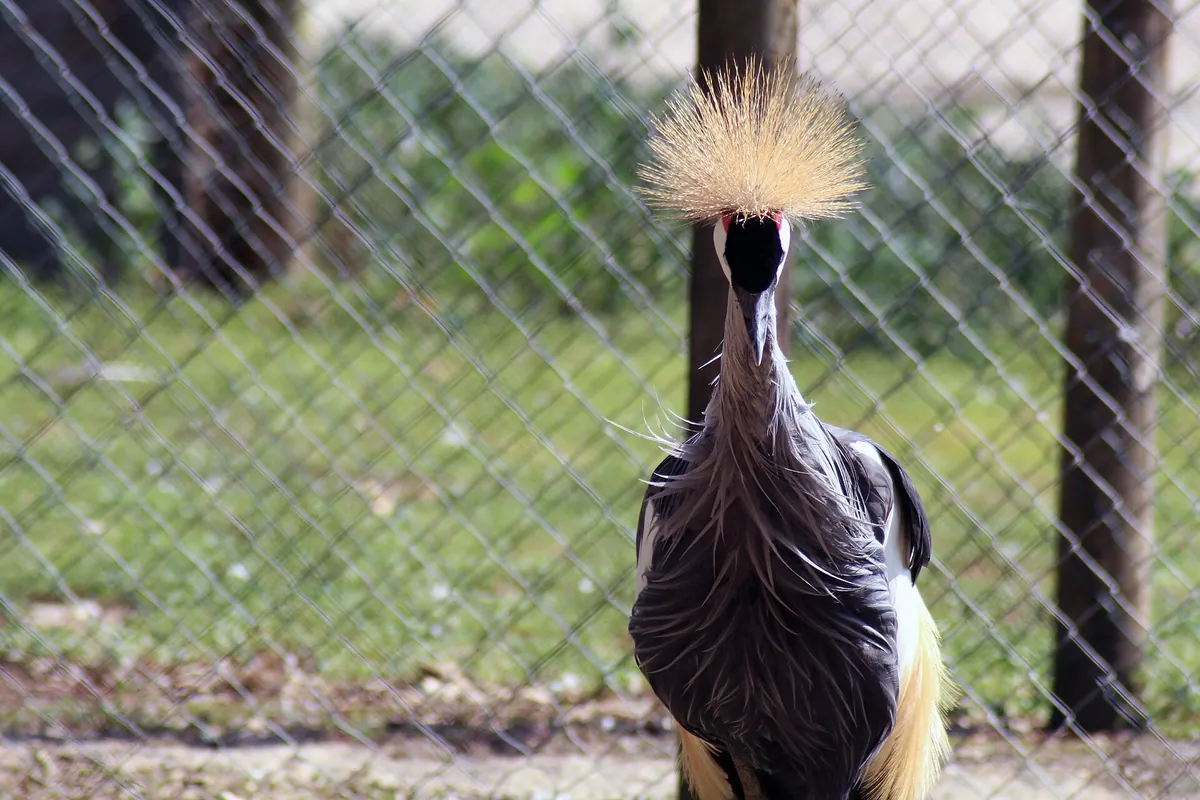 Labenne's zoo