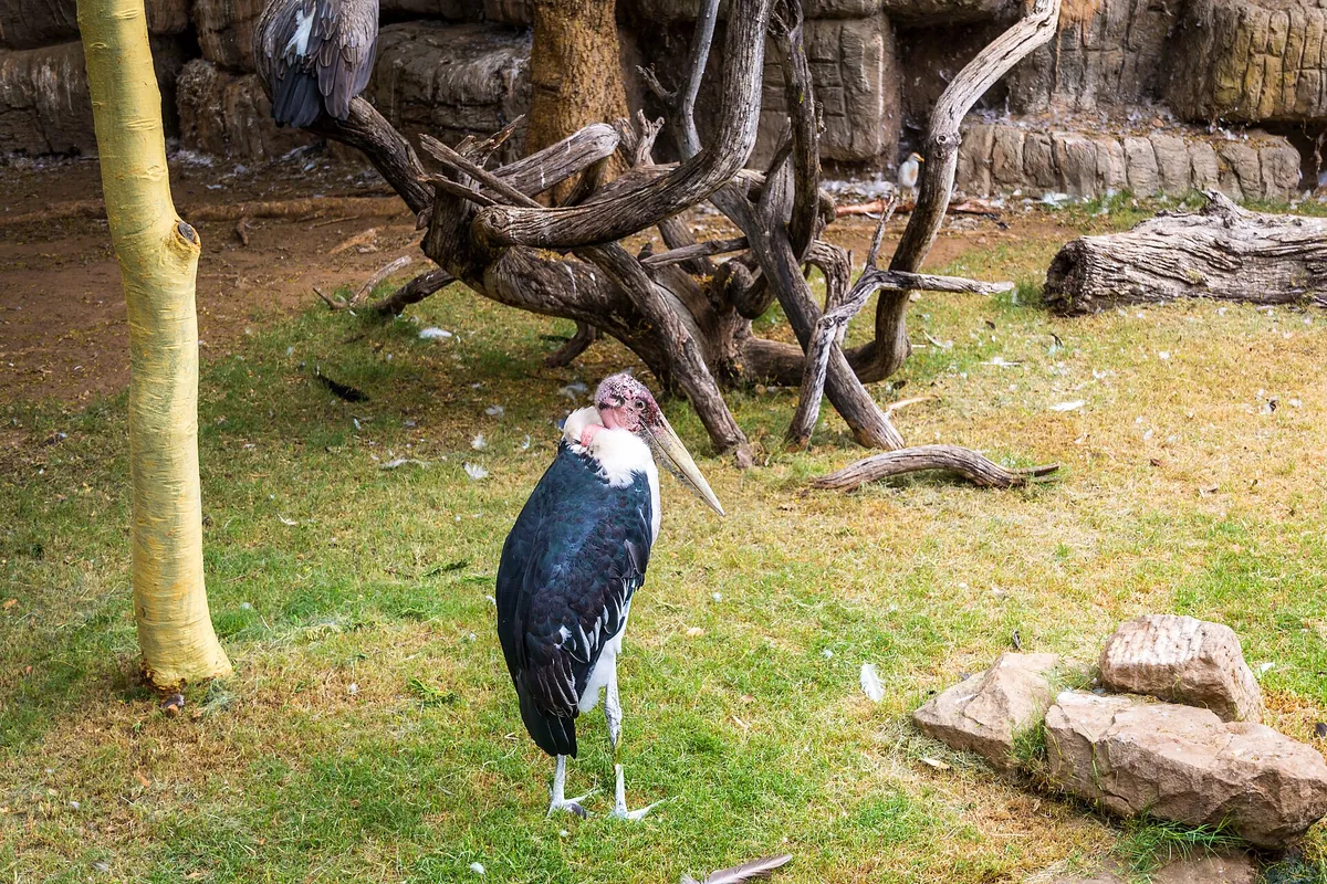 Cango Wildlife