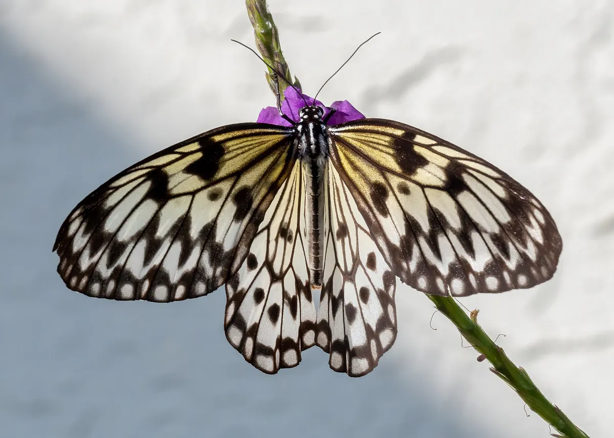 Butterfly World