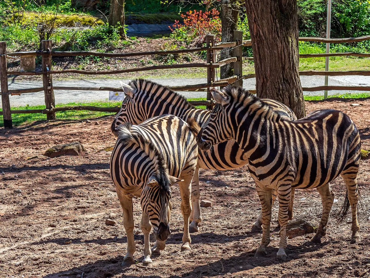 Kaiserslautern Zoo