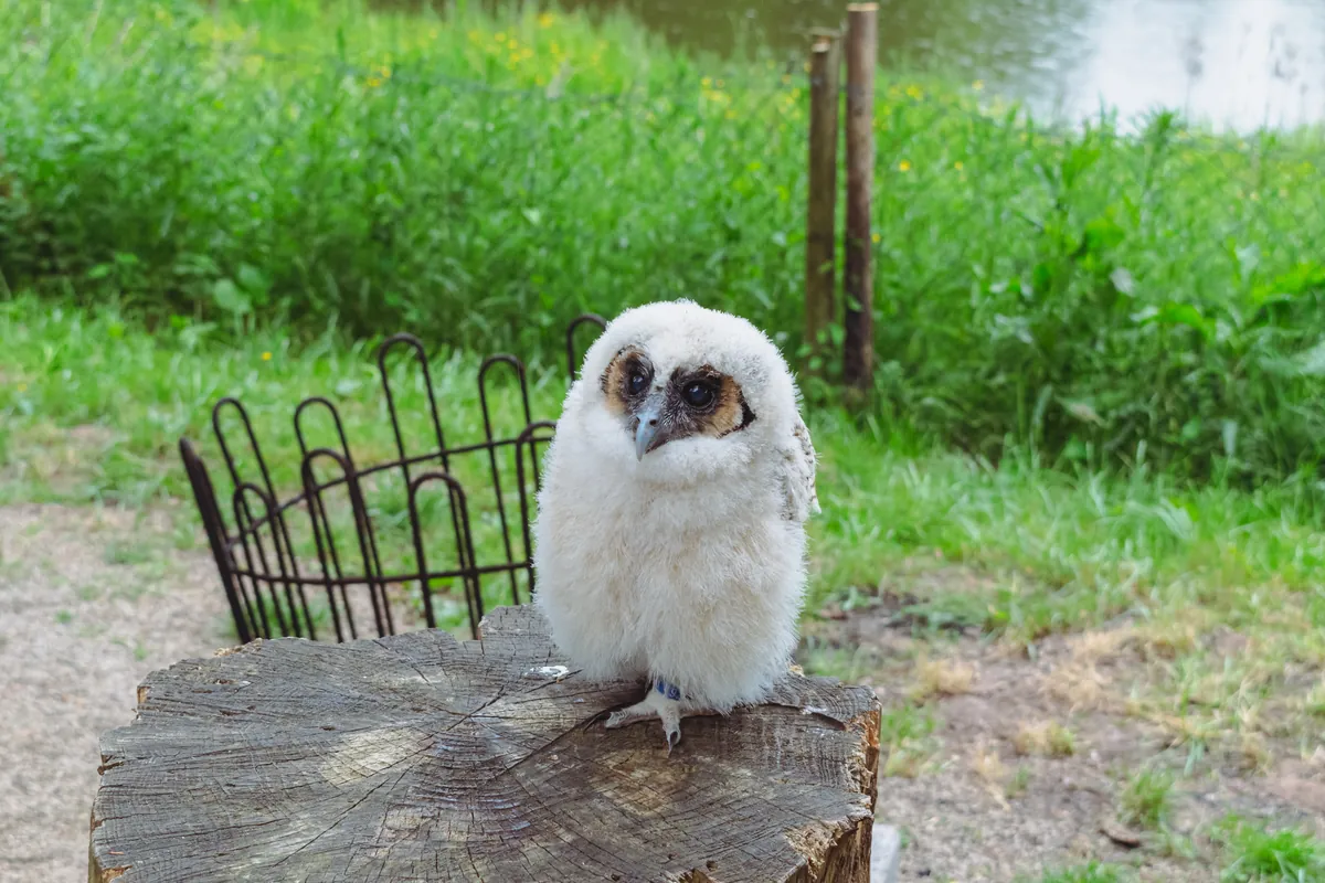 Greifvogelpark Saarburg