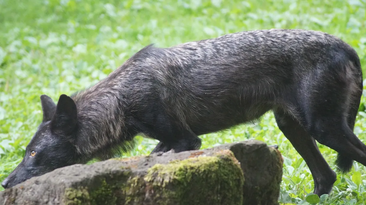Adler- und Wolfspark Kasselburg