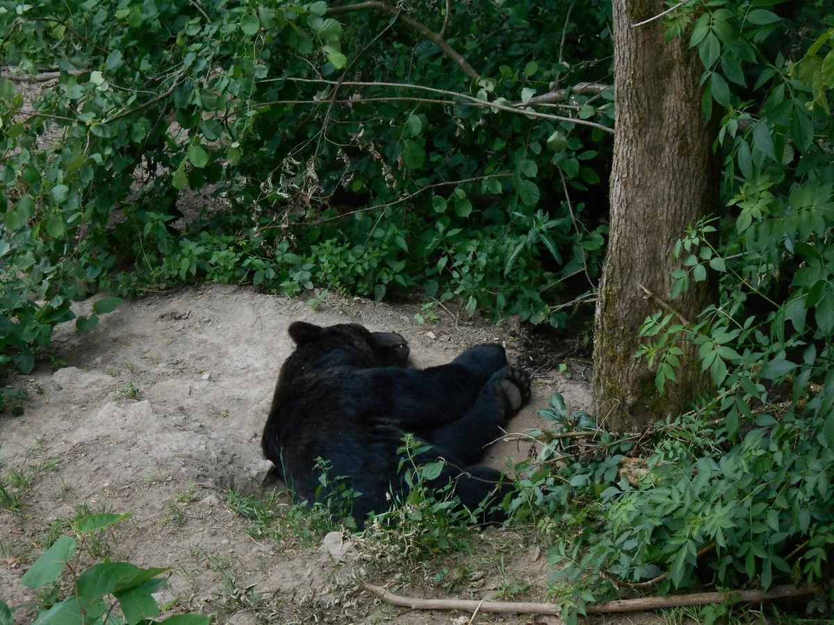 Alternativer Wolf- und Bärenpark Schwarzwald