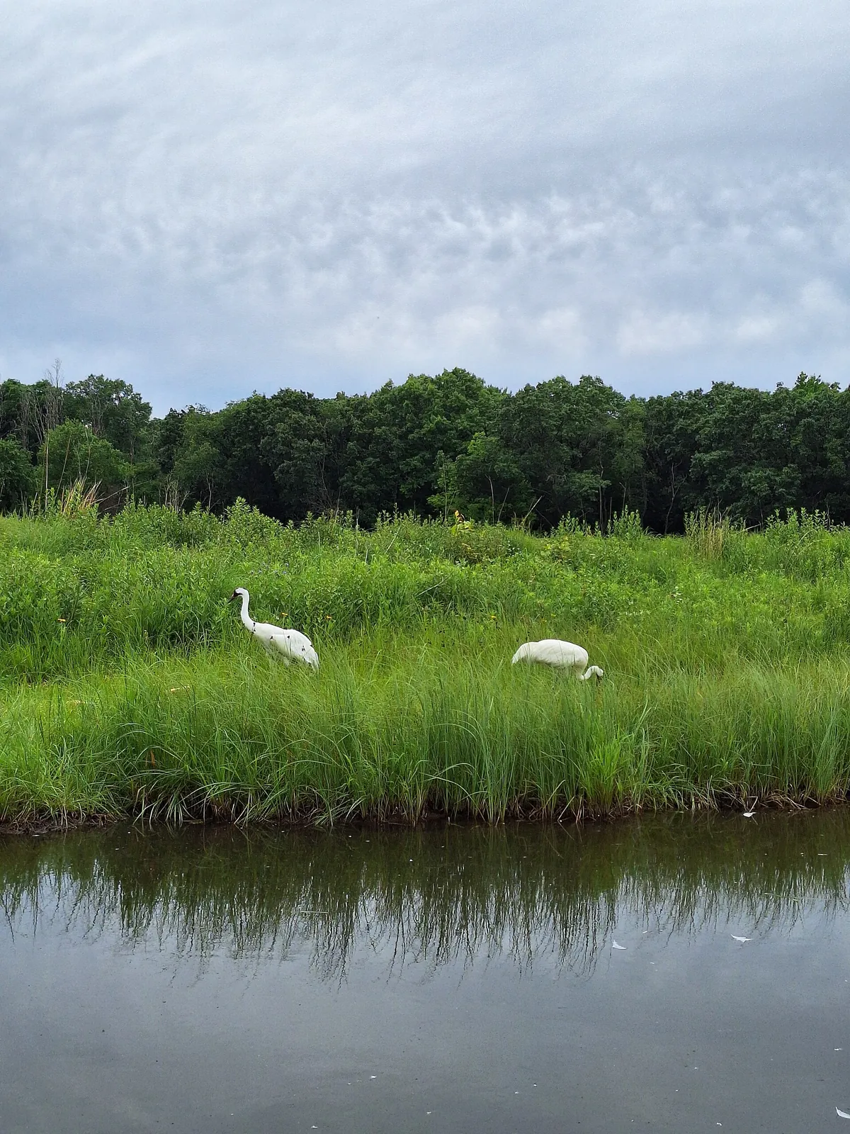 International Crane Foundation