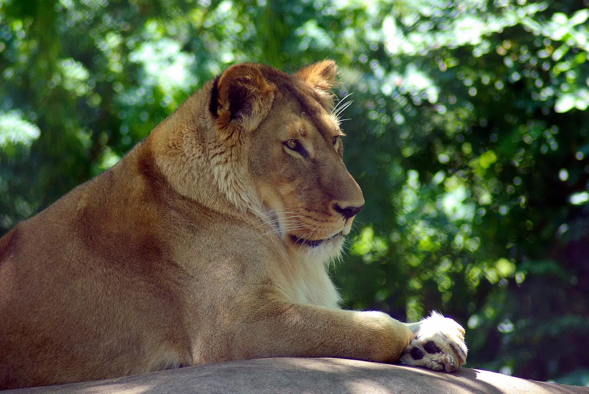 Henry Vilas Zoo