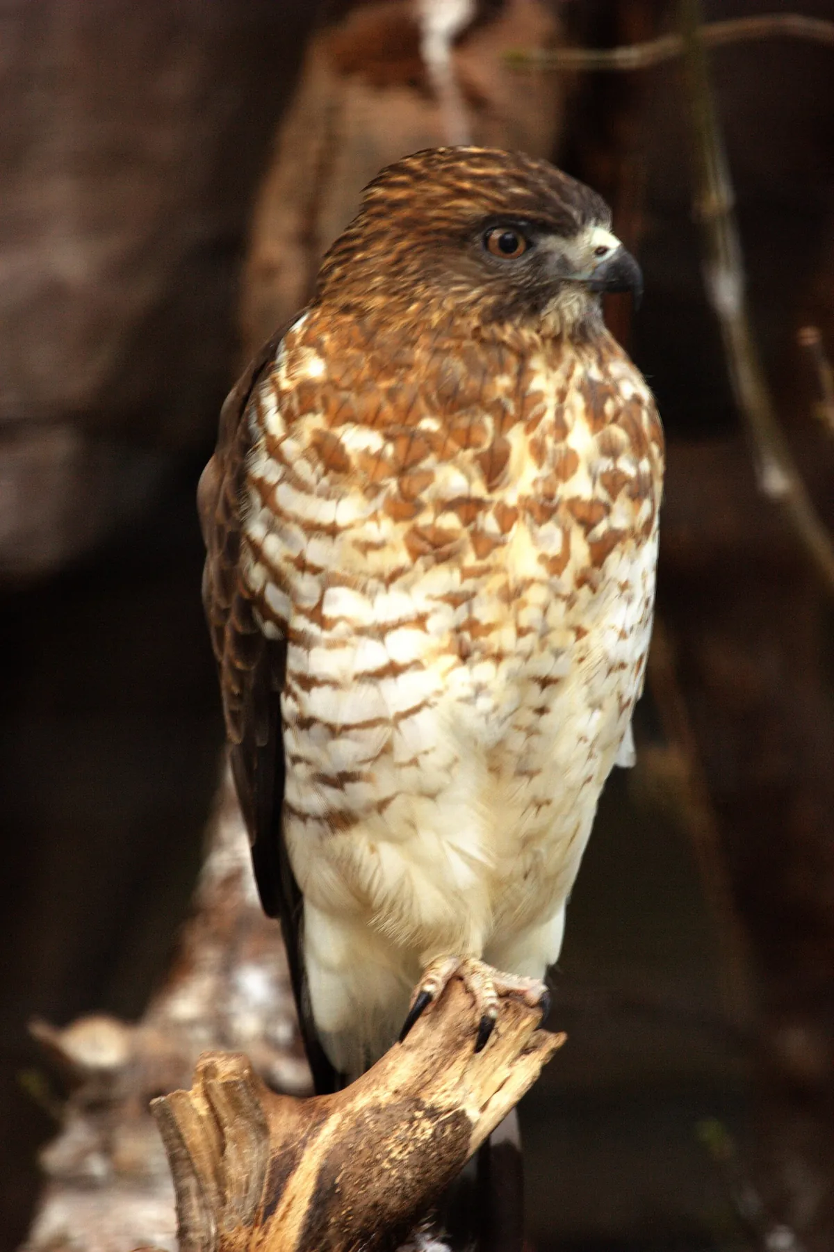Rosamond Gifford Zoo at Burnet Park