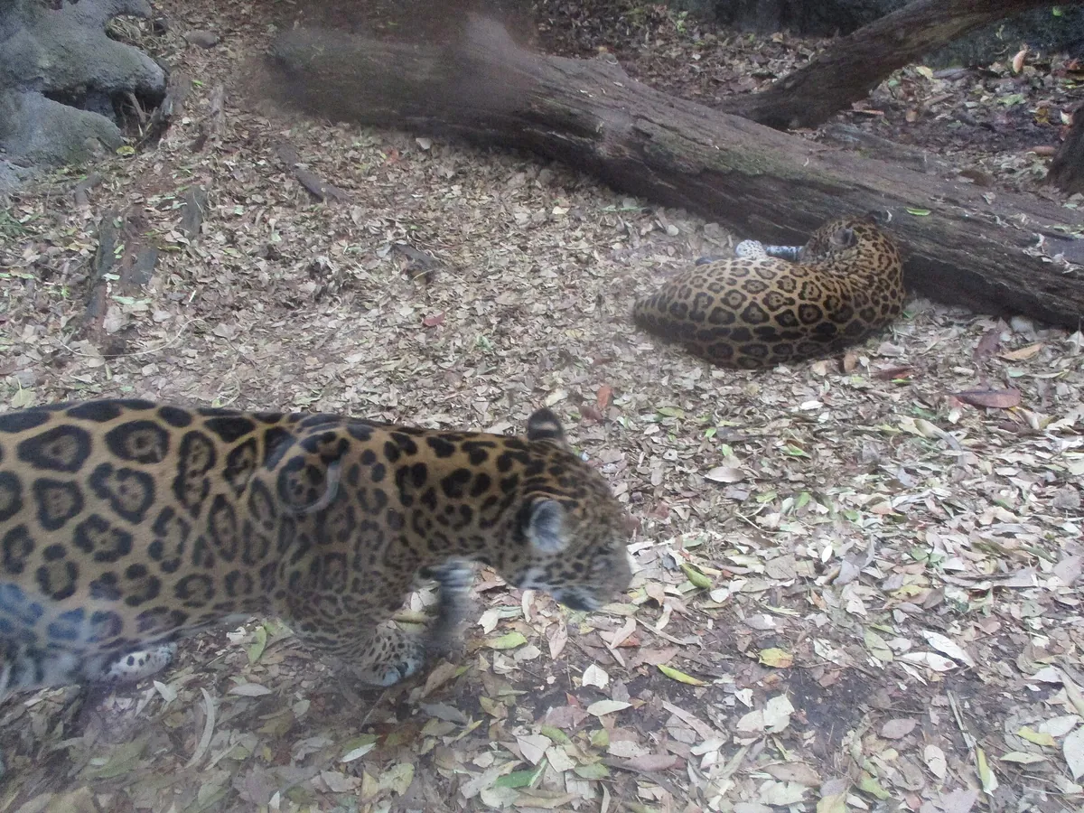 Africam Safari