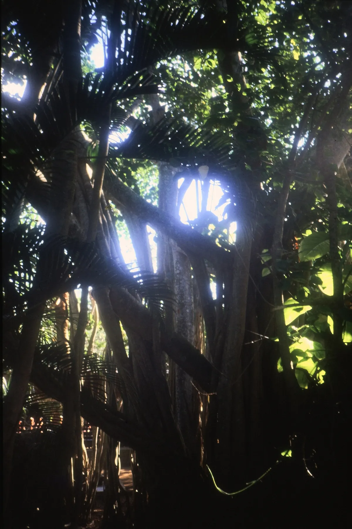 Ardastra Gardens, Zoo and Conservation Centre